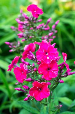 Bahçedeki kokulu phlox