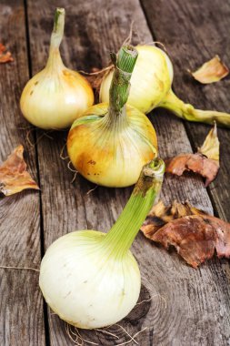 Ampuller genç soğan