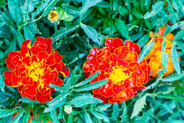 Rote Ringelblumen mit grünen Blättern — Stockfoto