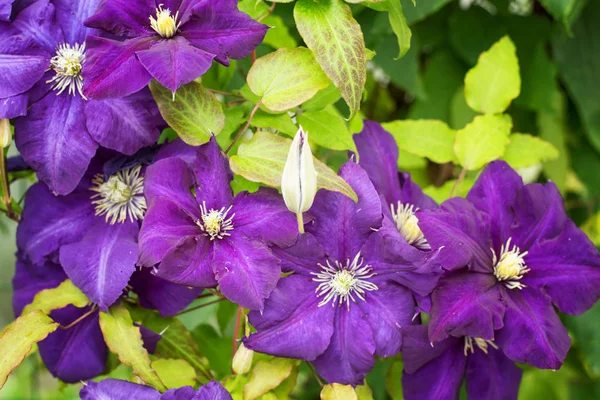 Clematis-flores para el diseño del paisaje — Foto de Stock