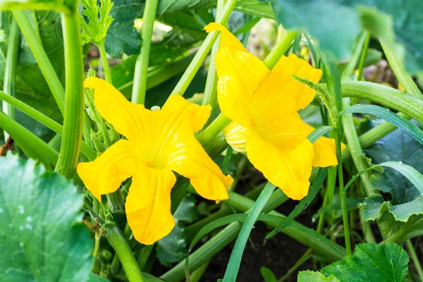 Gele pompoen bloemen, courgette — Stockfoto