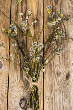 Dal, yaprak ve çiçek söğüt