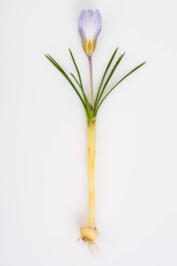 Çiğdemler ilk bahar bahçe çiçekleri