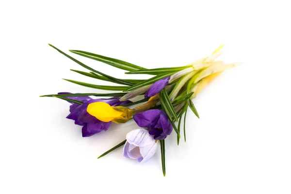 Crocus first spring garden flowers — стоковое фото