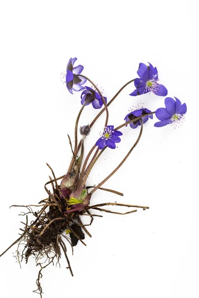 Scilla, las primeras flores de primavera — Foto de Stock