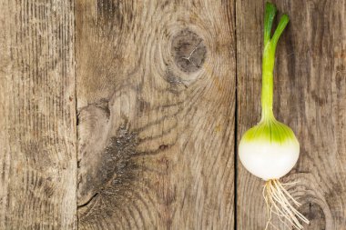 Genç beyaz soğan kökleri ile başkanı