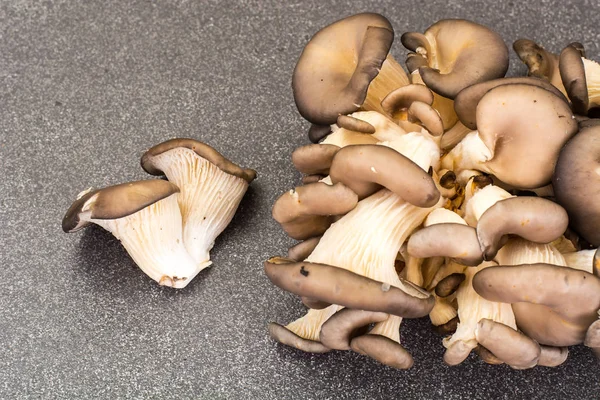 Bouquet de champignons frais aux huîtres — Photo