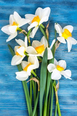 Mavi arka plan üzerinde birkaç beyaz nergis