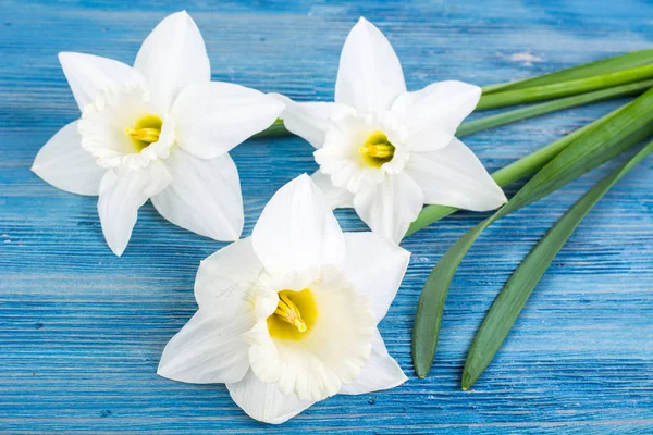 Vários narcisos brancos no fundo azul — Fotografia de Stock