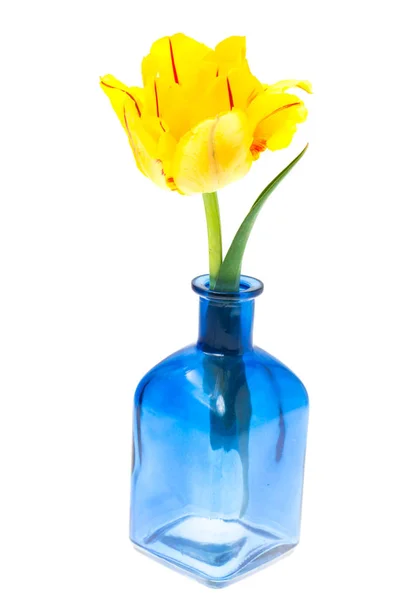 O lalea galbenă în vază — Fotografie, imagine de stoc