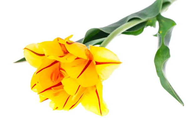 Tulip kuning Terry dengan garis merah, terisolasi pada latar belakang putih — Stok Foto