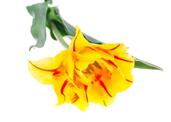 Frottee-gelbe Tulpe mit rotem Streifen, isoliert auf weißem Hintergrund — Stockfoto