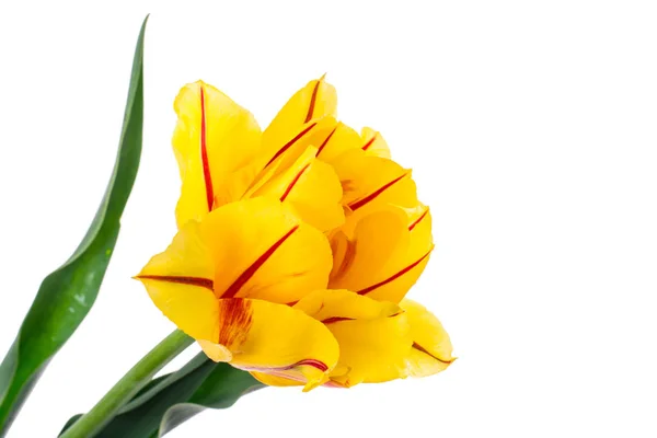 Tulipán amarillo Terry con franja roja, aislado sobre fondo blanco —  Fotos de Stock