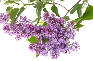 Beyaz arkaplanda leylak dalı izole edildi