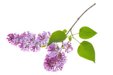 Beyaz arkaplanda leylak dalı izole edildi