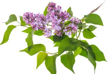 Beyaz arkaplanda leylak dalı izole edildi