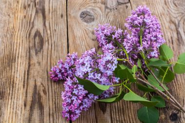 Eski gri kurullarında leylak dalı