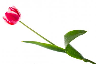 Beyaz kenarlı kırmızı laleler