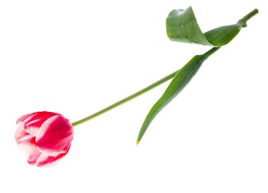 Beyaz kenarlı kırmızı laleler