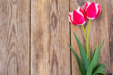 Beyaz kenarlı kırmızı laleler