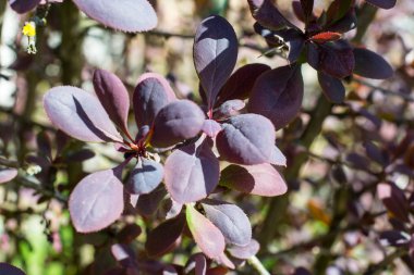 Bahçe yaprak dökmeyen çalı kızamık kırmızı yaprakları ile