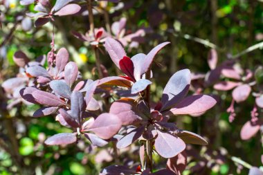 Bahçe yaprak dökmeyen çalı kızamık kırmızı yaprakları ile