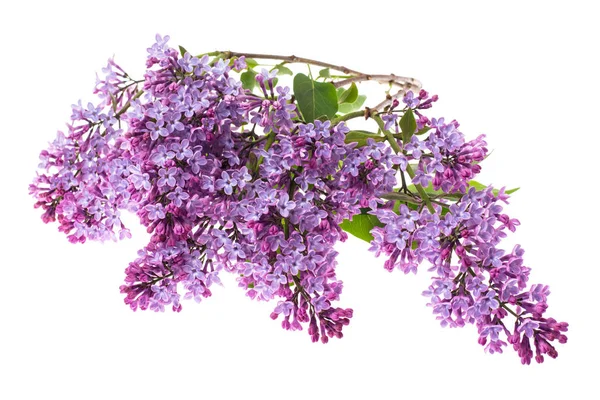 Beyaz arkaplanda leylak dalı izole edildi