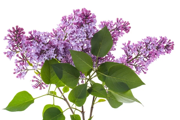 Lilac tak geïsoleerd op witte achtergrond — Stockfoto