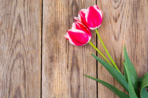 Beyaz kenarlı kırmızı laleler