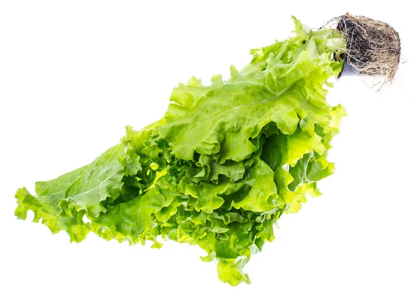 Свежий зеленый лист салата, выращенный в небольшом пластиковом контейнере — стоковое фото