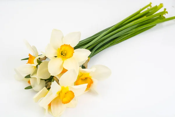 Flores de primavera de narcisos em fundo branco — Fotografia de Stock
