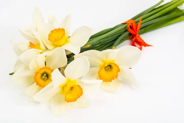 Flores de primavera de narcisos em fundo branco — Fotografia de Stock