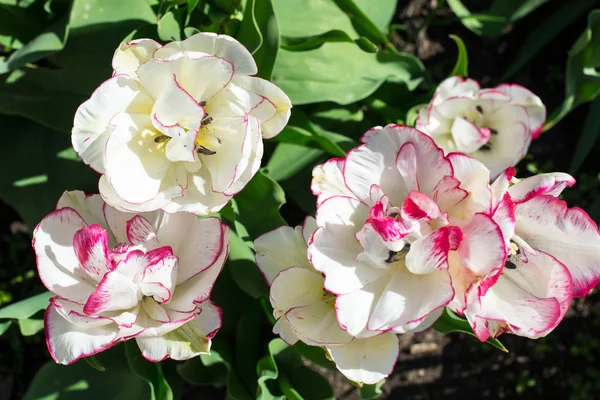 В саду растут разноцветные тюльпаны — стоковое фото