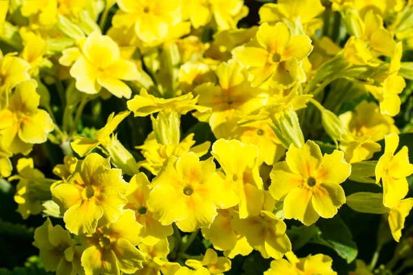 Фон з жовтих квітів примули саду — стокове фото