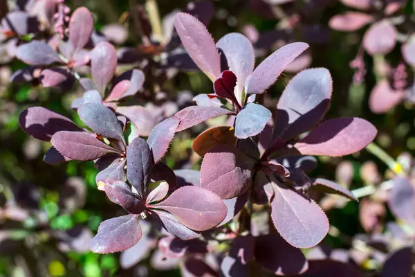 Bahçe yaprak dökmeyen çalı kızamık kırmızı yaprakları ile