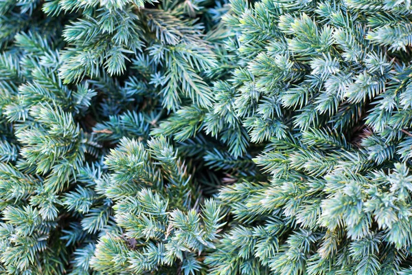 Background of green juniper branches — Stock Photo, Image
