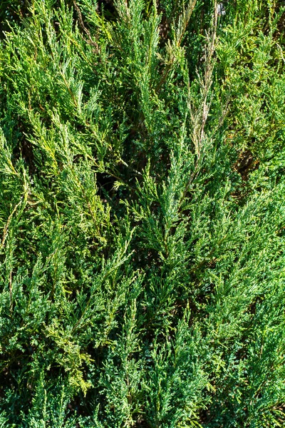 Предпосылки для зеленых ветвей можжевельника — стоковое фото