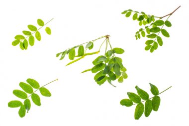 Beyaz arkaplanda yeşil yapraklı küçük dal