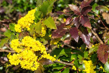 Sarı çiçekli çalı