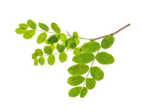 Pequeno galho com folhas verdes isoladas sobre fundo branco — Fotografia de Stock