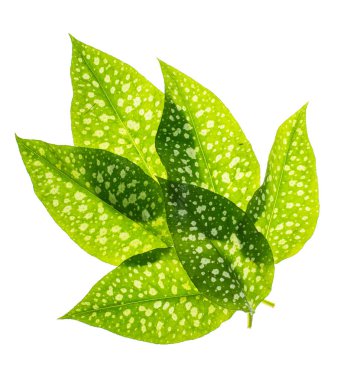 Yeşil yaprakları ile beyaz benekler