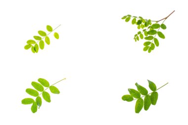 Beyaz arkaplanda yeşil yapraklı küçük dal