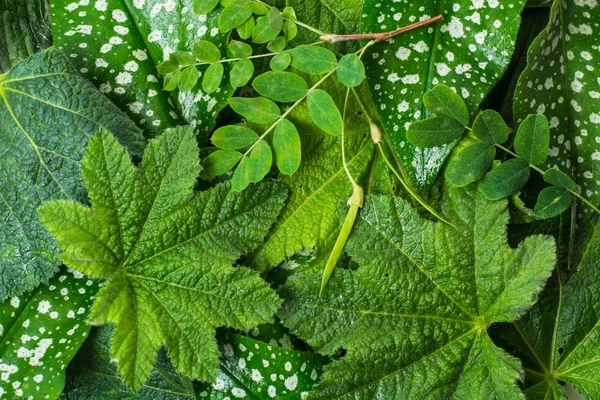 Creatieve textuur van groene bladeren — Stockfoto