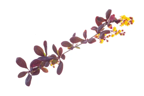 Ramitas florecientes de barberry rojo sobre blanco —  Fotos de Stock