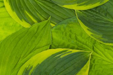 Doğa kavramı. Arka plan büyük yaprakları ev sahibi, yakın çekim.