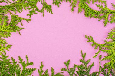 İğne yapraklı ağaç pembe bir arka plan üzerinde yeşil genç twigs