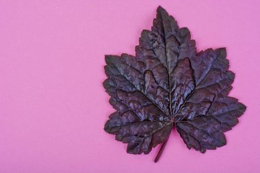 Mor Heuchera pastel pembe arka plan üzerinde bırakır. En az doğa