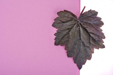 Mor Heuchera pastel pembe arka plan üzerinde bırakır. En az doğa