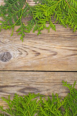 Doğal arka plan iğne yapraklı dallar ve çiçekler