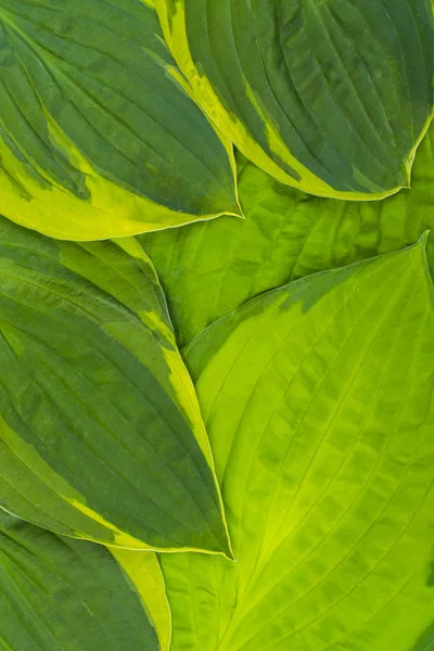 Concepto de naturaleza. Antecedentes de hojas grandes de huésped, primer plano . — Foto de Stock